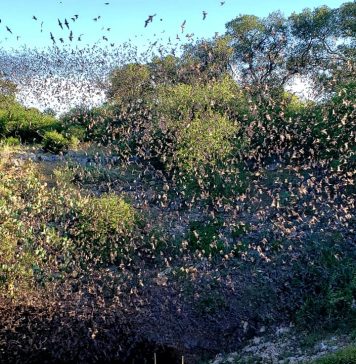 bats flying out of a cave
