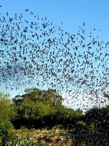 A ribbon of bats in the sky