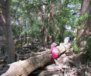 Climbing a log at the Cibolo Nature Center and Farm | Alamo City Moms Blog