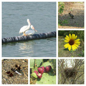 Wildlife at Mitchell Lake Audubon Center in San Antonio | Alamo City Moms Blog