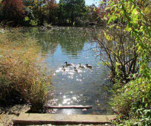 San Antonio Botanical Garden Texas Native Trail East Texas Pineywoods pond ducks | Alamo City Moms Blog