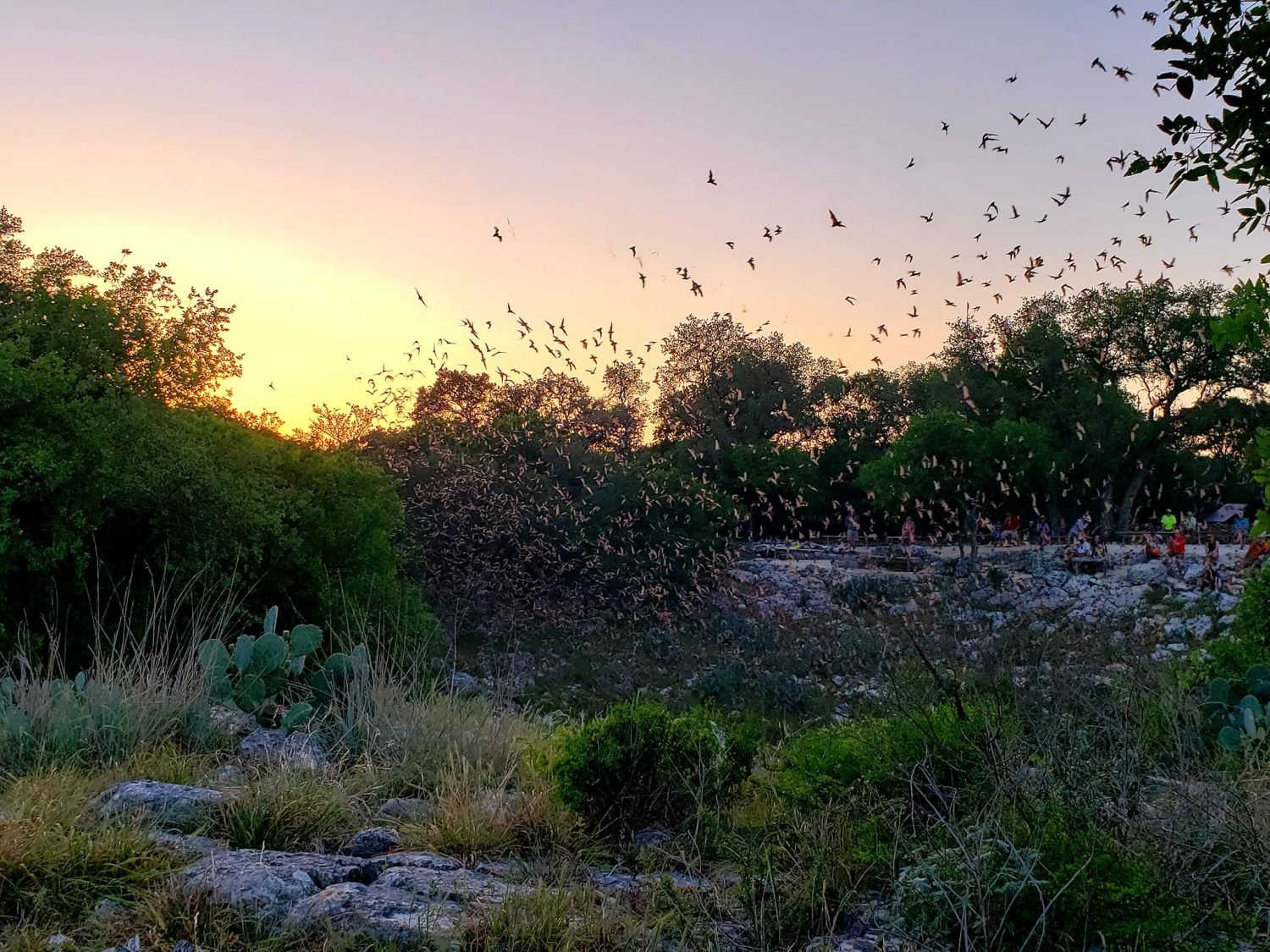 San Antonio Fun: See Bats In San Antonio At Bracken Bat Cave