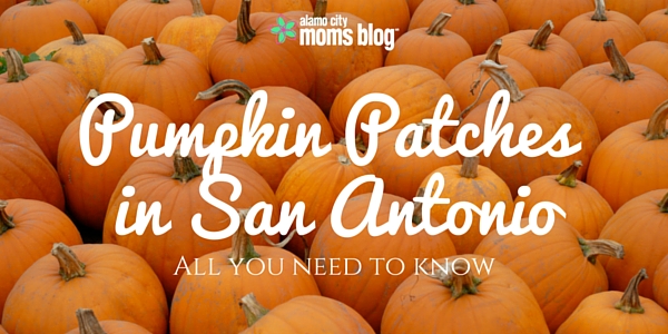 The Best Pumpkin Patches in San Antonio