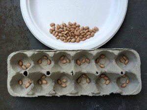 Almost-free brain booster: learn math with pinto beans, a plate, and an egg carton | Alamo City Moms Blog