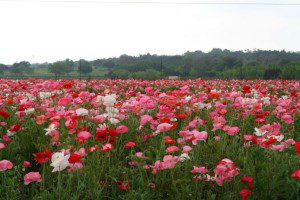 Field of poppies at Wildseed Farms near Fredericksburg, Texas | Alamo City Moms Blog