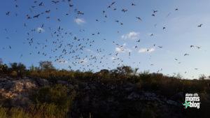 Bats emerging from Frio Cave