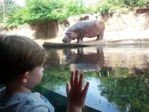 Saying hello to hippos at the zoo.