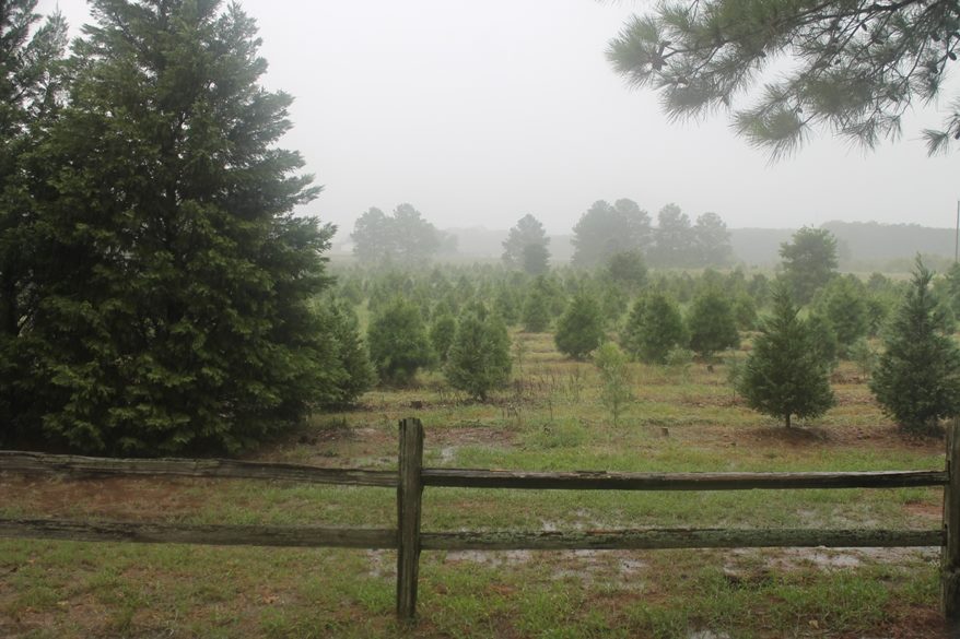 Image from Evergreen Christmas Tree Farm Facebook page