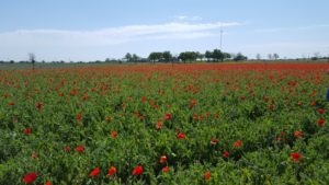 a field of poppies at wildseed farms
