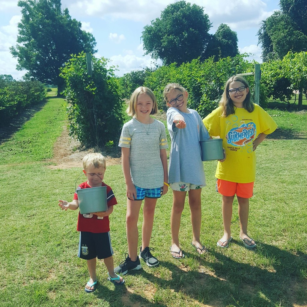 Picking strawberries at Marburger Orchard in Fredericksburg, Texas | Alamo City Moms Blog