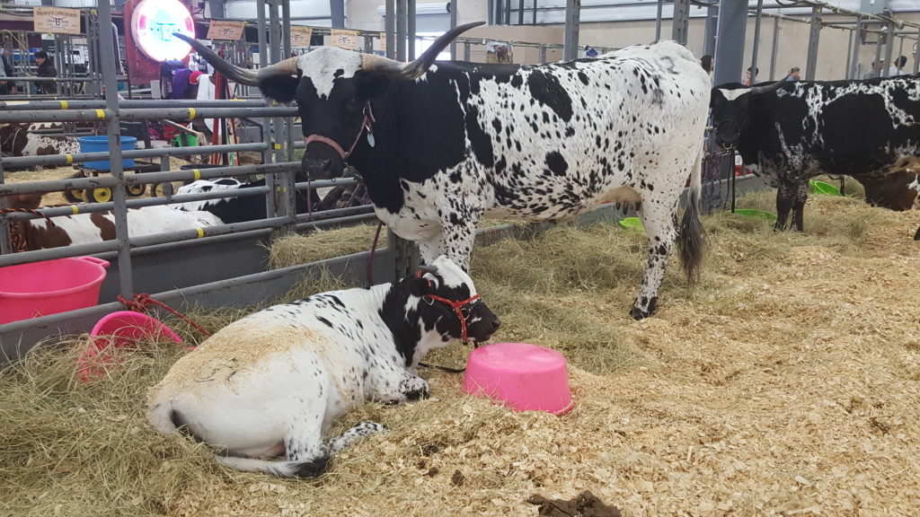 family fun at the San Antonio Stock Show and rodeo with a calf and cattle mom