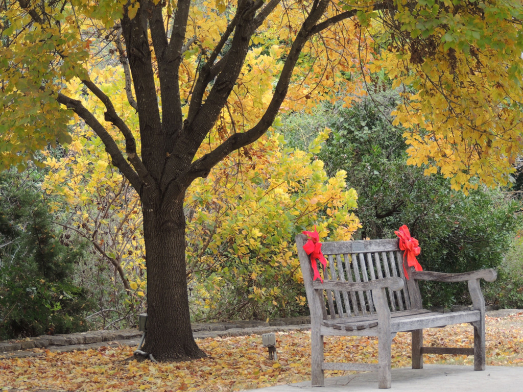Photo of a tree changing colors with a bench with red bows