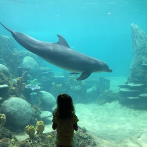 young girl looking at a dolphin in an aquarium