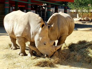 two rhinoceros eating hay