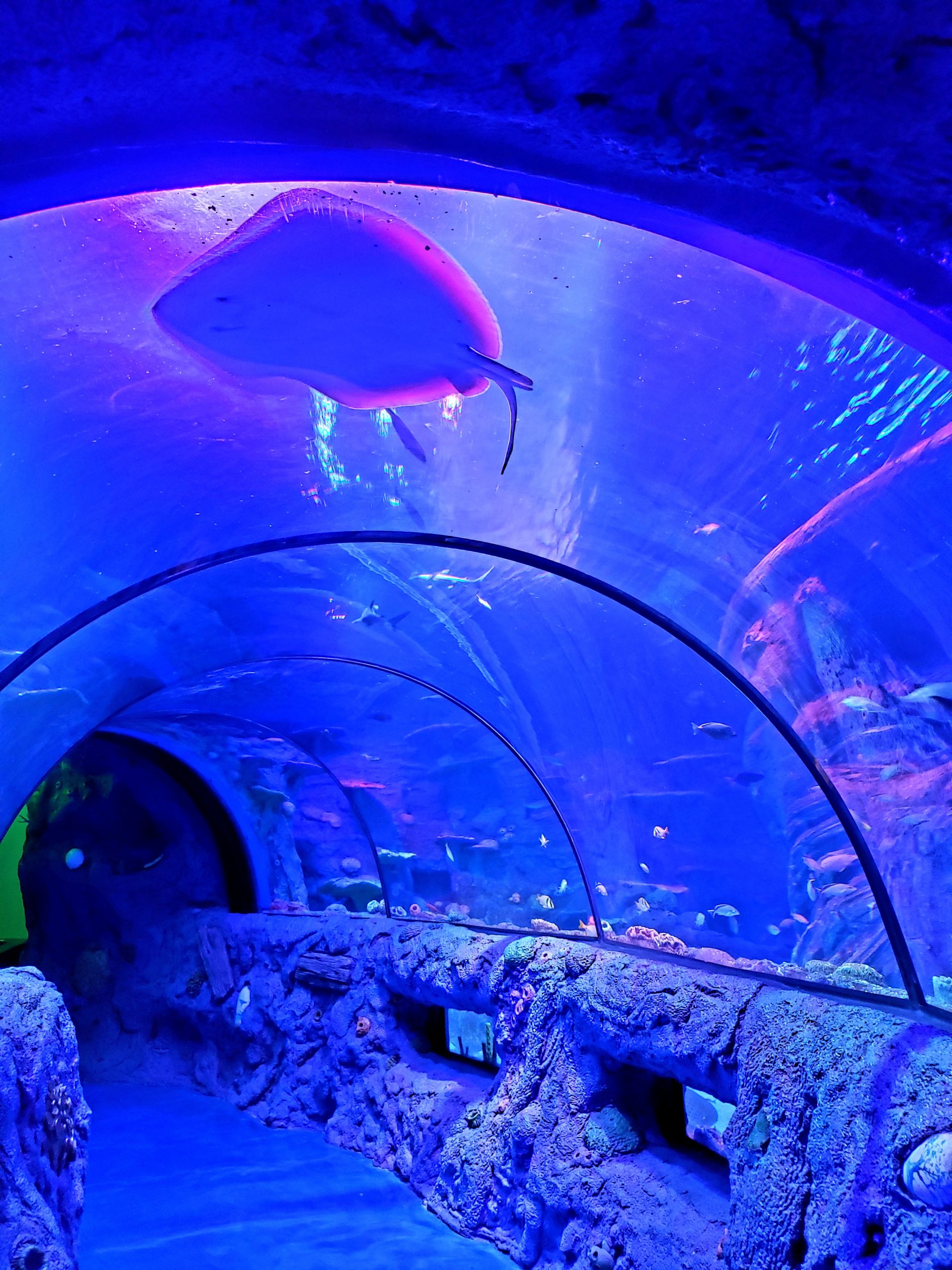 Have a Tunnel of Fun at SEA LIFE San Antonio Aquarium