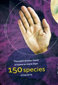 image of sign showing bacteria on the hand from Witte exhibition