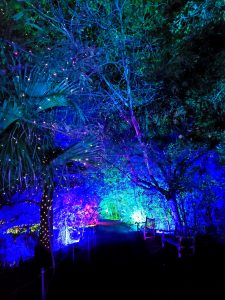 trees at night with multicolored lights
