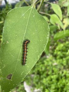 Bordered patch caterpillar