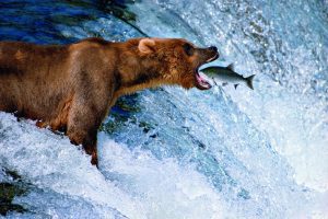 a brown grizzly bear capturing a salmon in mid air
