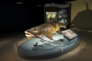 a large fake fish in a museum display