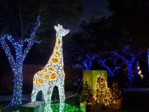 a giraffe in lights at the zoo