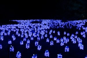 a field of electric lights that look like flowers