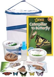  butterfly growing kit
