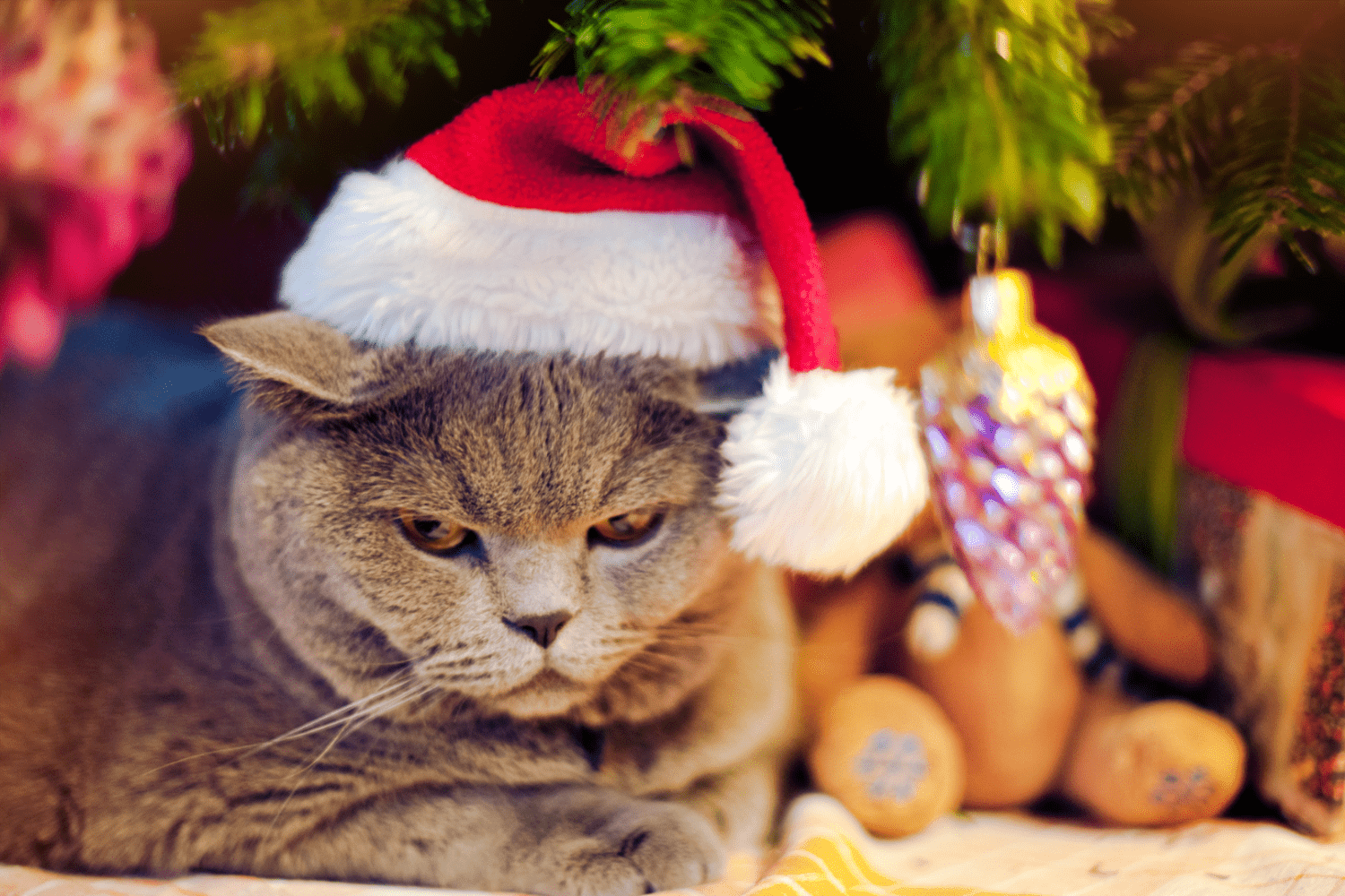 Grumpy Cat in a Christmas Hat