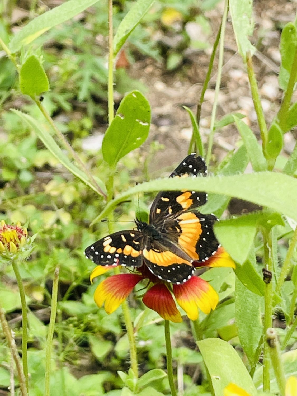 Butterfly on blanketflower