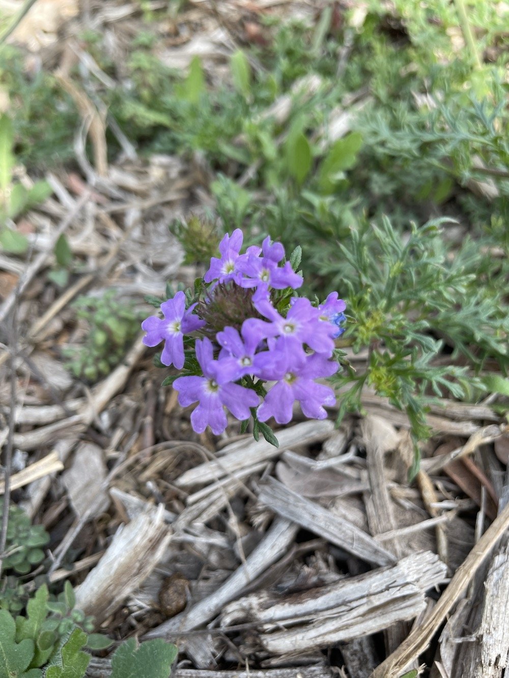 Prairie Verbena wildflower