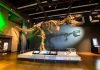 a t-rex skeleton on display with a shadow behind it