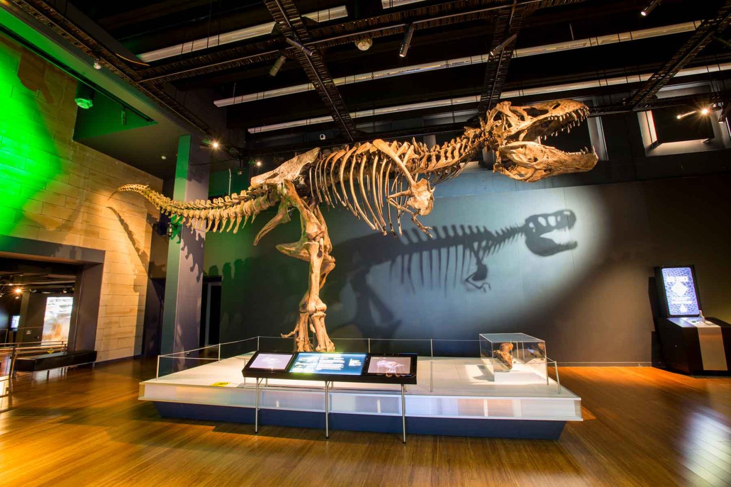 a t-rex skeleton on display with a shadow behind it