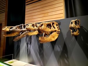 a line of dinosaur skulls on display at a museum