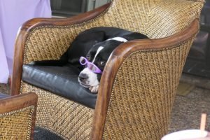 Black and white dog sitting in a chair with sunglasses on