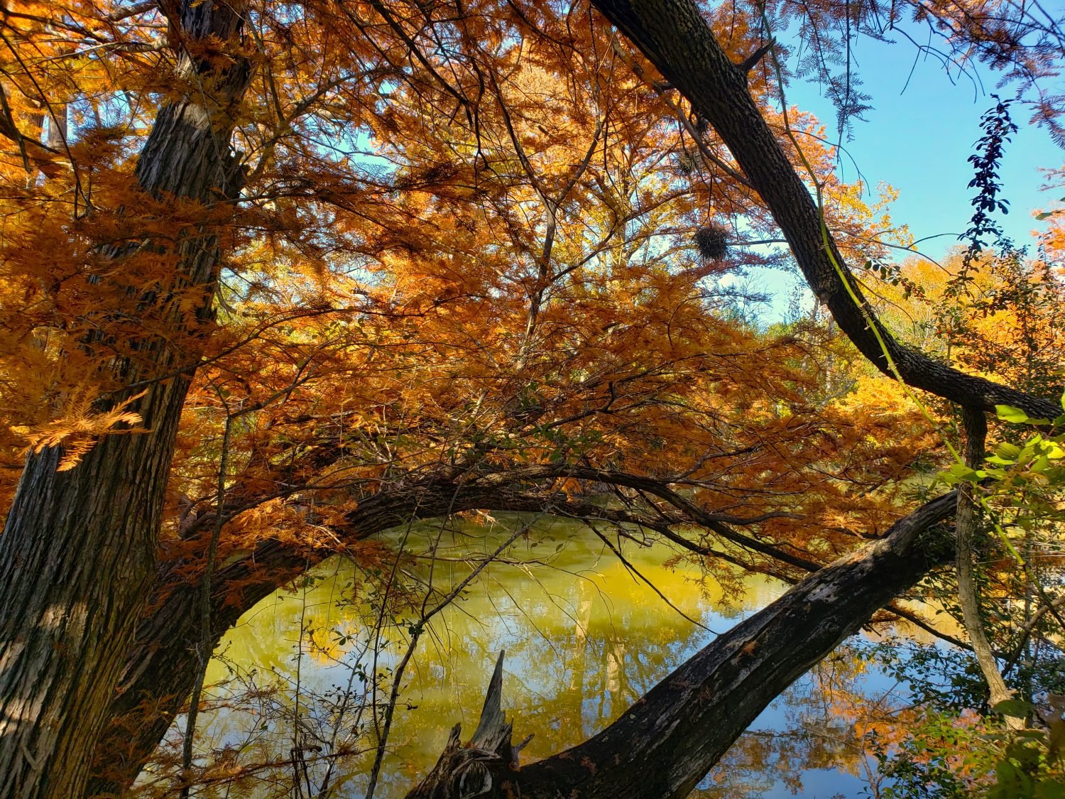 close up of tree branches with fall colors over a river