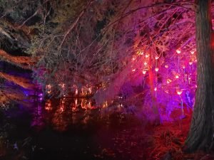 trees in red lights