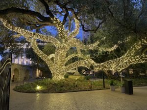 a tree at the Alamo wrapped in white holiday lights