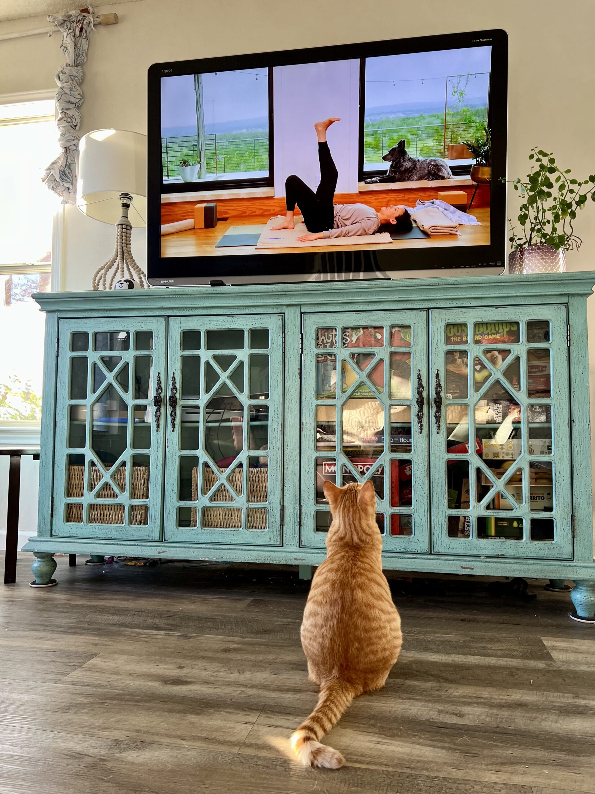 Orange tabby cat watching TV while someone is doing yoga.