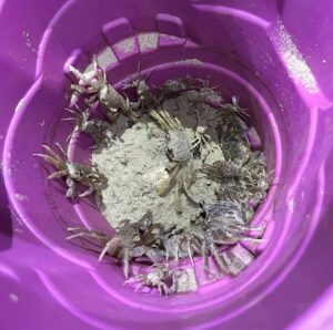 sand crabs caught at beach