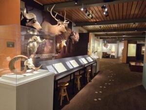 a series of animal mounts on display about a table of drawing tools