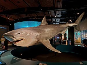 a large white shark statue on display in a museum