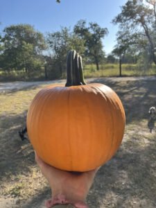 home-grown pumpkin